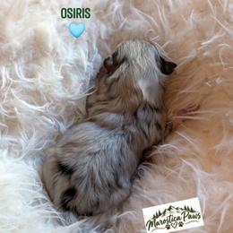 Osiris - Tri-colored male Pomeranian puppy in Granby, Colorado from Marostica Paws