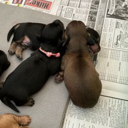 Oscar - Dachshund puppy from Farmhouse Dachshunds
