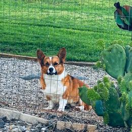Oliver - Pembroke Welsh Corgi