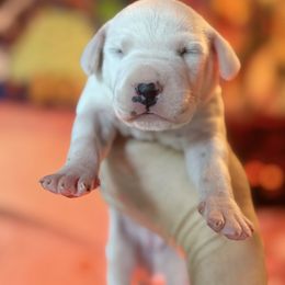 2nd pick female - White and black female Dalmatian puppy in Lake Mathews, California from Bully Market