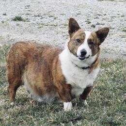 Roxy - American Corgi