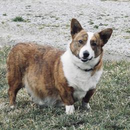 Roxy - American Corgi