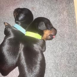 Dachshund Puppies from ozge Nill