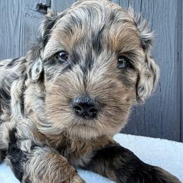 Dark merle - Merle male Goldendoodle puppy in Rush, New York from Care Bear Puppies