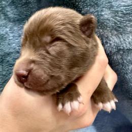 Cypress - Brown and white male Siberian Husky puppy in Columbus, Nebraska from Happy Howlin' Smokey Mountain Huskies