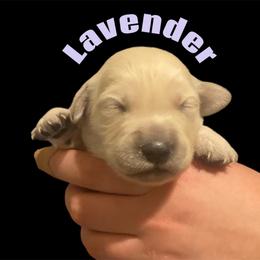 Lavender - Golden female Golden Retriever puppy in Peoria, Arizona from Westwing Retrievers
