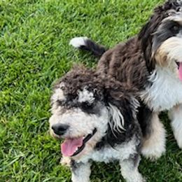Bernedoodles from Gregg Bernedoodles