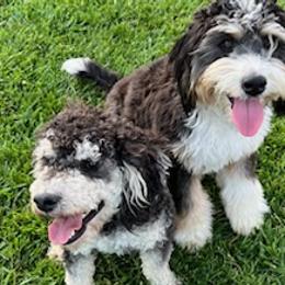 Bernedoodles from Gregg Bernedoodles