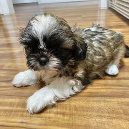 Shih Tzu Puppies from Willow Lane Shih Tzus