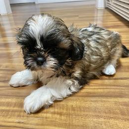 Shih Tzu Puppies from Willow Lane Shih Tzus