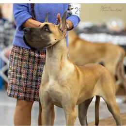 Tyler - Fawn male Great Dane puppy in Golconda, Illinois from Breken Great Danes
