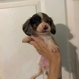 Anastasia - Dapple female Dachshund puppy in Conroe, Texas from Dots Dachshunds