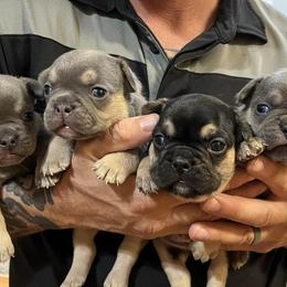 French Bulldogs from Driven Frenchies