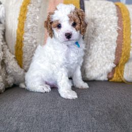 Boy 1 - Blenheim Cavapoo puppy in Utah from The Fairy Paw Mother