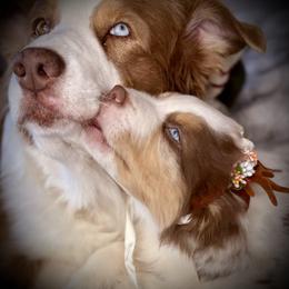 Upton O'Good-tail, blue eyes likely - Red merle male Australian Shepherd puppy in Penrose, Colorado from Best Friend Aussies