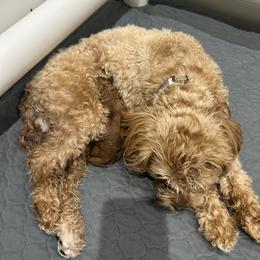 Pink Collar - Red female Cavapoo puppy in St George, Utah from Picture Perfect Doodles