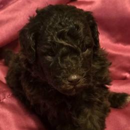 Poodles from Enrose Poodles
