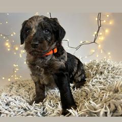 Assorted Doodle Crosses and Golden Aussiedoodle Puppies from Maria's Pups