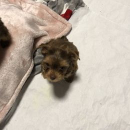 Yorkshire Terrier Puppies from Happy Days Acres and Yorkies