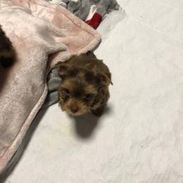 Yorkshire Terrier Puppies from Happy Days Acres and Yorkies