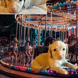 Brooklyn - Cream female Dachshund puppy in Jonesboro, Illinois from Twin Hills Dachshunds