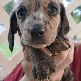 Eleanor - Chocolate and tan female Dachshund puppy in Aiken, South Carolina from Ming's Mongols