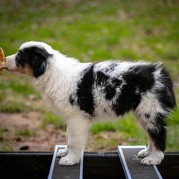 Espresso - Blue merle female Australian Shepherd puppy in Monroe, Georgia from Lovable Little Aussies