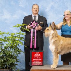 Berger Picards and Portuguese Water Dogs from Success Portuguese Water Dogs