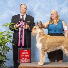 Berger Picards and Portuguese Water Dogs from Success Portuguese Water Dogs