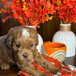 Butterscotch - male Cavapoochon puppy in Waldron, Arkansas from Kay’s Cutie Poos