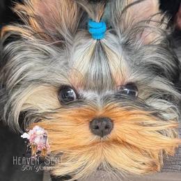 Mochi - Blue and gold male Yorkshire Terrier puppy in Riverside, California from Heaven_sent_toy_yorkies