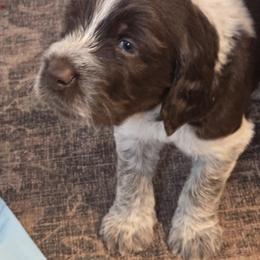 Brown Boy - Brown roan male Spinone Italiano puppy in Florida from Starfire Leonbergers and Spinone Italiano