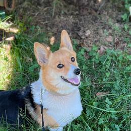 Cami - Pembroke Welsh Corgi
