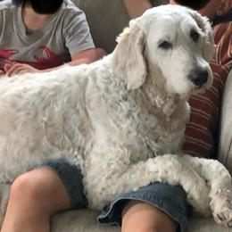 Vixy - Cream female Goldendoodle puppy in Kansas City, Missouri from Beary GoldenDoodles