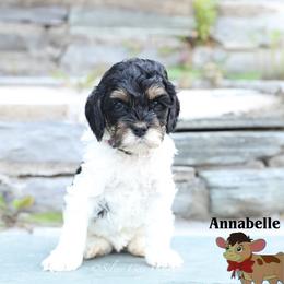 Annabelle - Black white and tan female Cockapoo puppy in Canastota, New York from Silver City Cockapoos