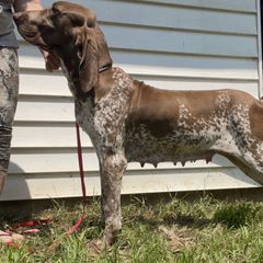 Gladys - Bracco Italiano