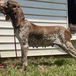 Gladys - Bracco Italiano