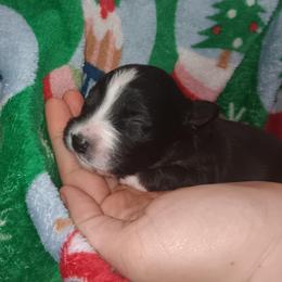 Dottie - Black & white female Australian Shepherd puppy in Sultan, Washington from Van Huitt Australian Shepherds