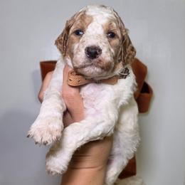 Vanilla (brown collar) - Parti female Poodle puppy in Plainfield, New Jersey from Caris Paws Poodles and Labradoodles