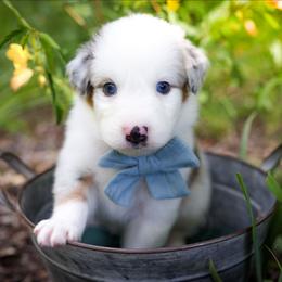Happy - Blue merle male Australian Shepherd puppy in Georgetown, Texas from River Reign Australian Shepherds