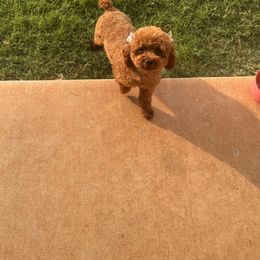 Daisy - Poodle