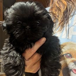 Solid black girl - Black female Shih Tzu puppy in Surry, Maine from McKayla Hairston