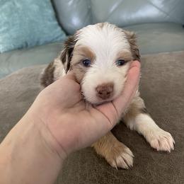 Australian Shepherd Puppies from Forgotten Coast Australian Shepherds