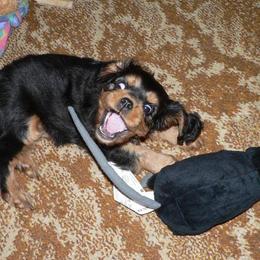 Cavalier King Charles Spaniel Puppies from 7 Bridges Cavaliers