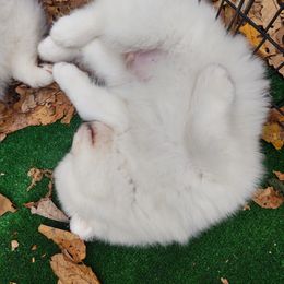 Borzoi and Samoyed Puppies from Kalabria