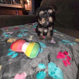Boy 1 - Black and tan male Yorkshire Terrier puppy in San Diego, California from Rubiez Yorkiez
