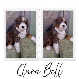 Clara - Merle female Bernedoodle puppy in Bowling Green, Ohio from Windy Creek Doodles