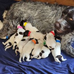 Boy 1 - Brown and gray male Wirehaired Pointing Griffon puppy in Georgia from Kamiah Kennels