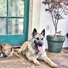 Belgian Laekenois Puppies from Cal Curly Coats Belgian Laekenois