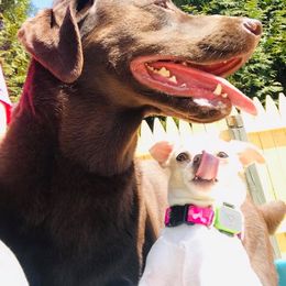 Chihuahua Puppies from Blue Diamond Chihuahua’s